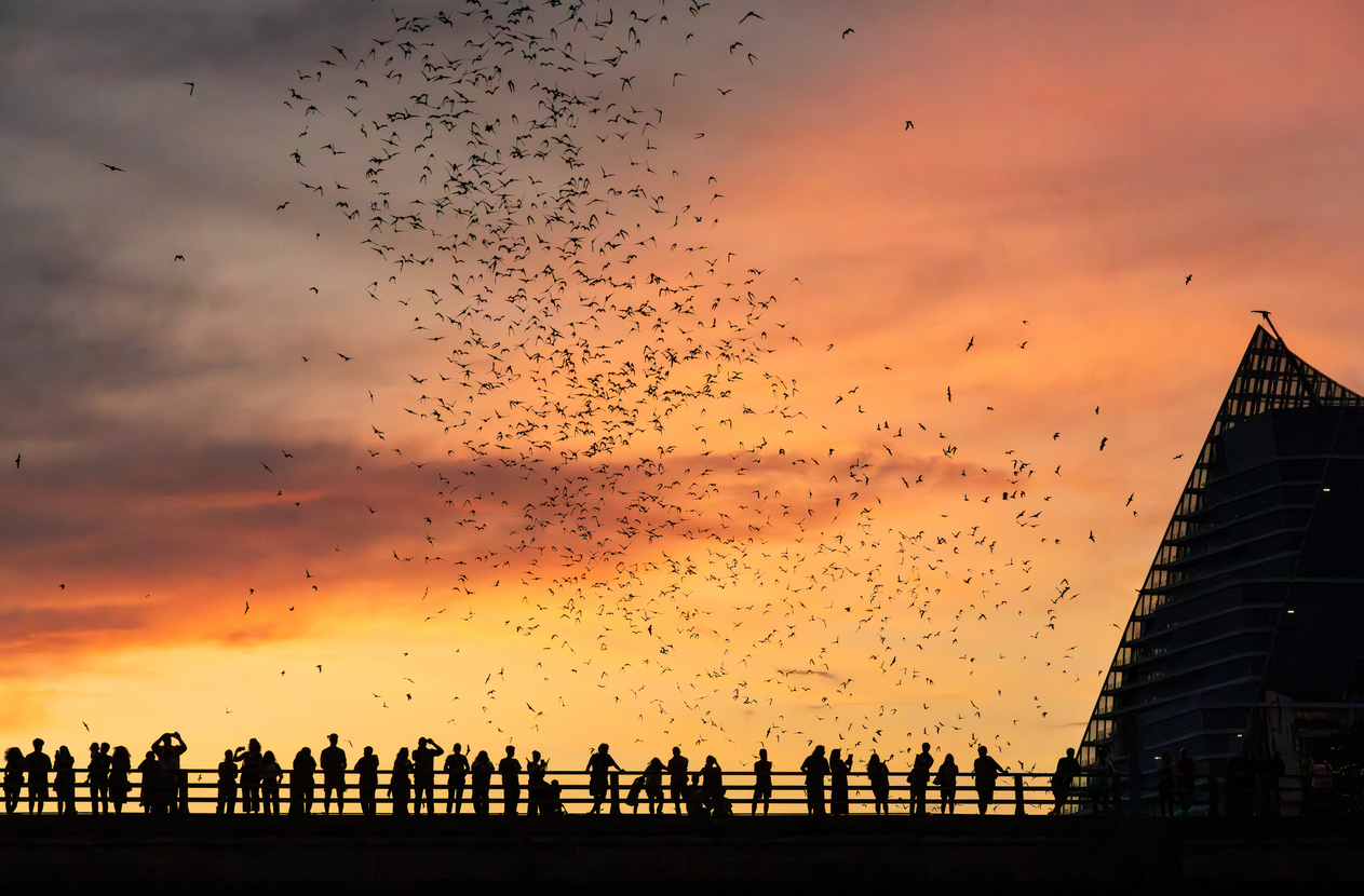 Bat watchers crowd on Congress Avenue bridge as bats fly overhead