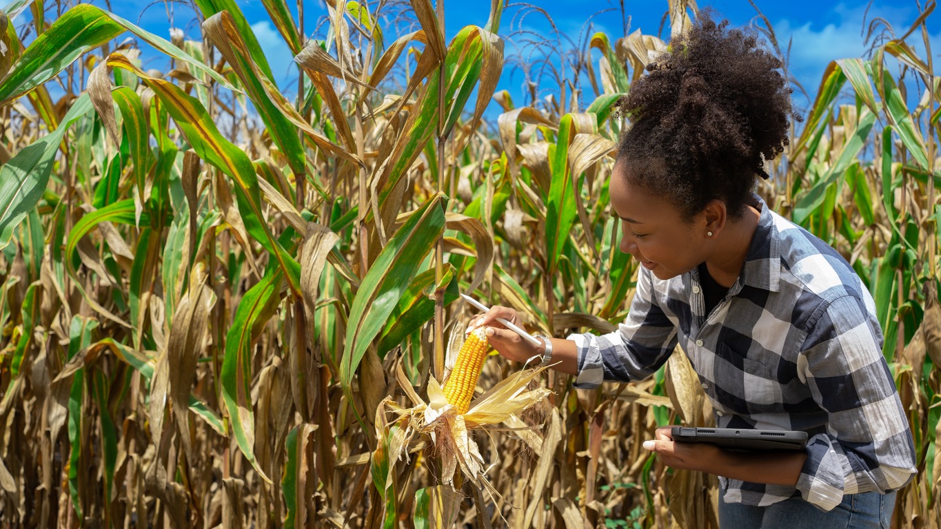 A woman inspecting a cob in a cornfield